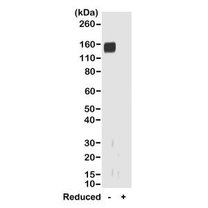 Anti-IgG Fab (rabbit), Goat Monoclonal (RMG01)