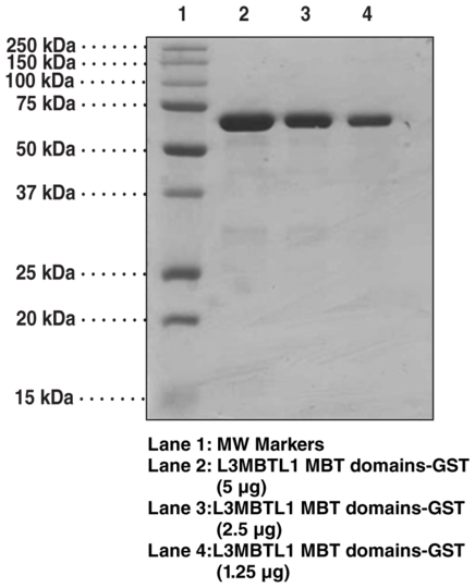 L3MBTL1 MBT domains (human recombinant, GST-tagged)