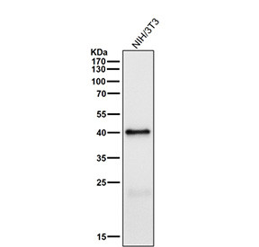 Anti-phospho-PRAS40 (Thr246) / AKT1S1, clone 32A68