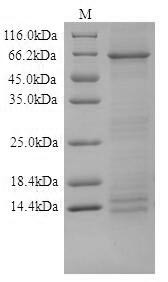 Desmoglein-1 (DSG1), partial, human, recombinant