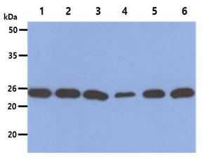 Anti-PSMD10, clone 1F4