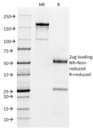 Anti-CD32 (Fc Gamma RIIa)(FCGR2A/479), 1mg/mL