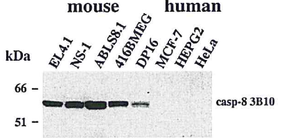 Anti-Caspase-8 (mouse), clone 3B10
