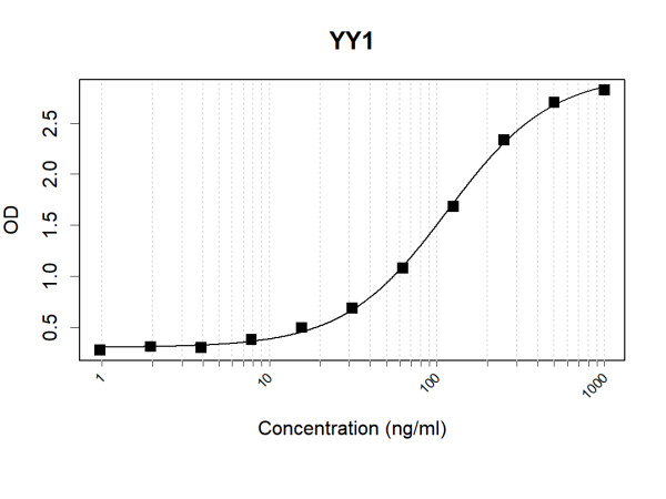 Anti-Human YY1 Antibody Pair