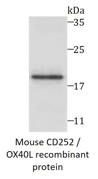 Mouse CD252 / OX40L recombinant protein (Active) (His-tagged)