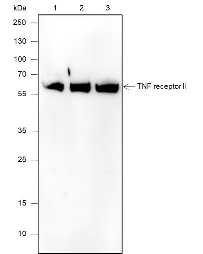 Anti-Recombinant TNF receptor II, clone A604