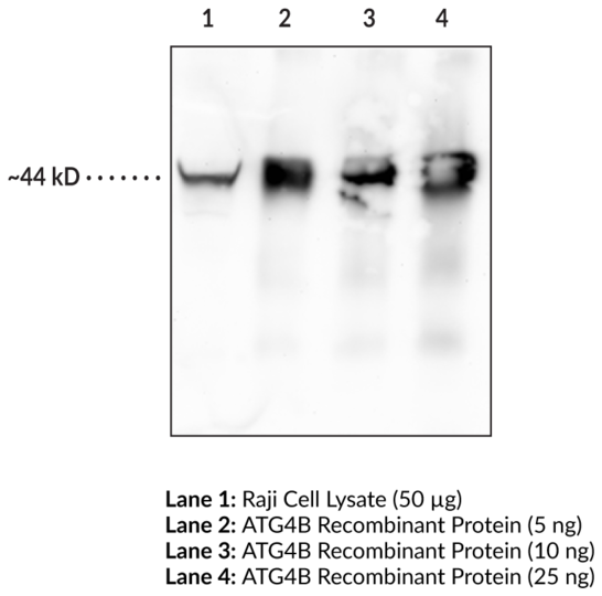 Anti-ATG4B (Clone 8A5)