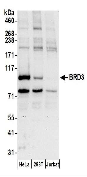 Anti-BRD3