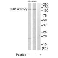 Anti-BUB1