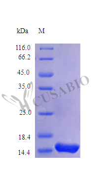 Interleukin-31 protein (IL31) (Active), human, recombinant