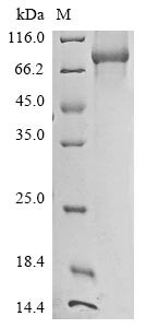 Lanosterol synthase (LSS), human, recombinant