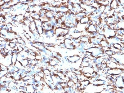 Anti-Smooth Muscle Actin(ACTA2/791), CF405S conjugate, 0.1mg/mL