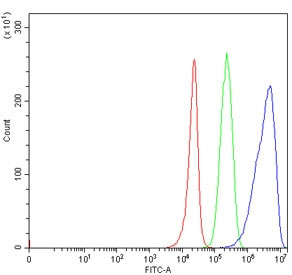 Anti-TRMT44 / METTL19