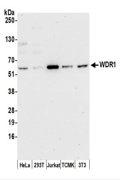 Anti-WDR1