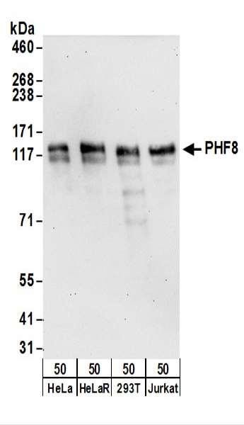 Anti-PHF8