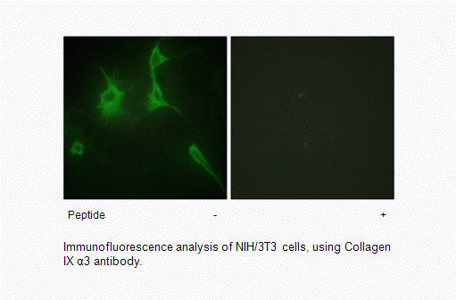 Anti-Collagen IX alpha3