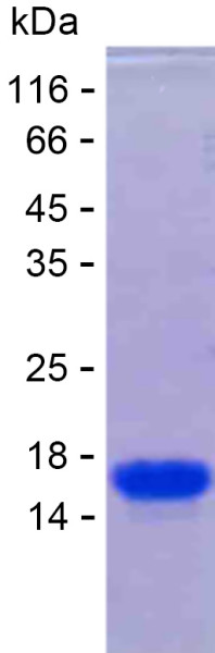 Recombinant Human HOPX Protein