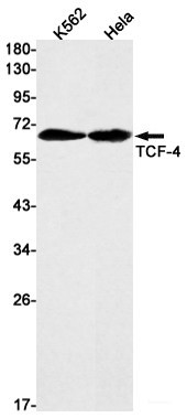 Anti-Recombinant Transcription Factor 7 Like 2, clone R09-1D1