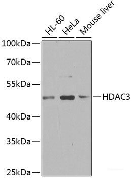 Anti-HDAC3