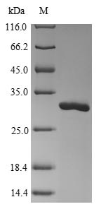 Nucleoprotein (N), Bunyavirus La Crosse, recombinant