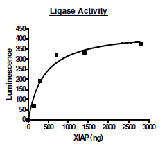 XIAP, active human recombinant protein