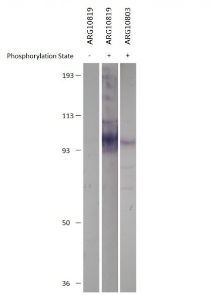 Anti-phospho-PDE4D (Ser190)