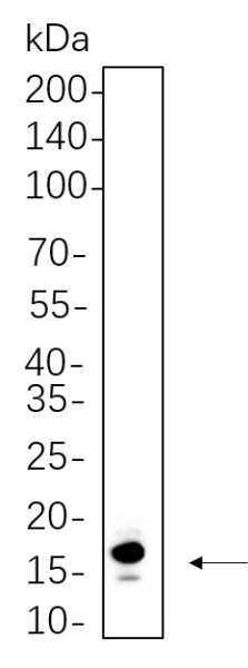 Anti-Recombinant Histone H3 (Acetyl Lys36), clone 9C9