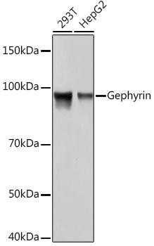 Anti-Gephyrin