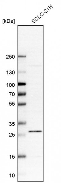 Anti-C12orf65