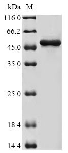 Actin-related protein 3 (ACTR3), human, recombinant
