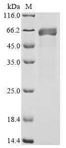 Ribulose bisphosphate carboxylase large chain (rbcL), Oryza sativa subsp. japonica, recombinant