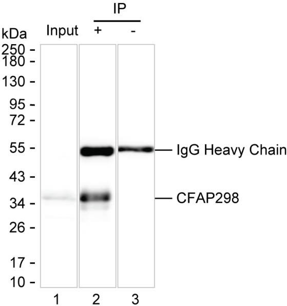Anti-CFAP298