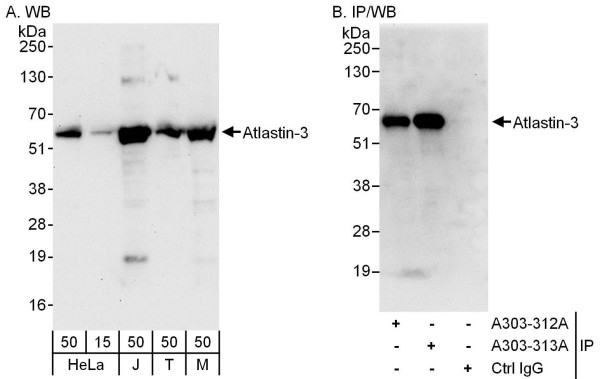 Anti-Atlastin-3