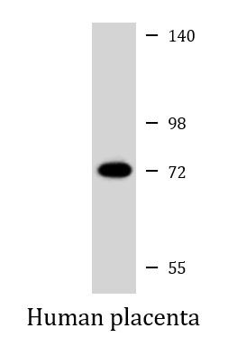 Anti-Calpain 6, clone 1395CT446.22.5