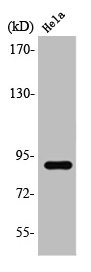 Anti-STAT5A/STAT5B