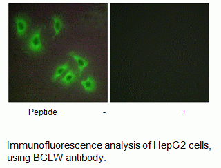 Anti-BCLW
