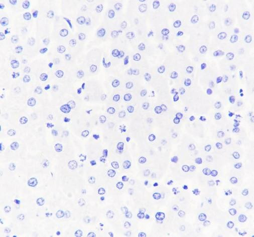 Anti-Recombinant INSL3, clone A607