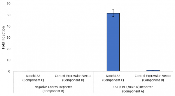 Notch1 Pathway Reporter Kit (Human)