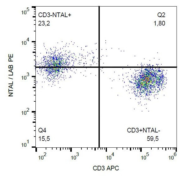 Anti-NTAL, clone NAP-07 (PE)