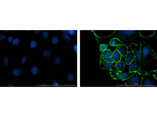 Anti-Rabbit IgG Fluorescein, clone eB182, Fluorescein Conjugated (Fluorescent TrueBlot®)