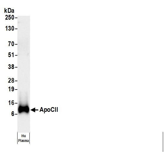 Anti-Human Apo CII [H08], HRP conjugated