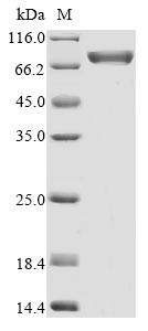 Mannan-binding lectin serine protease 2 (MASP2), human, recombinant