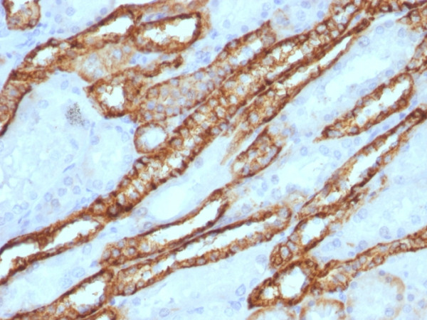 Anti-Ksp-Cadherin (Kidney-Specific Cadherin) / CDH16