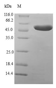 Metaxin-2 (MTX2), human, recombinant