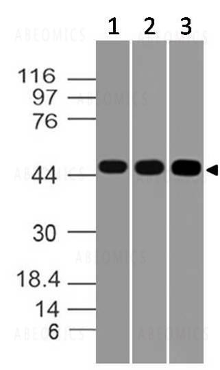 Anti-CD137 (Clone: ABM3D3.2E8)