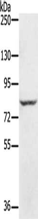 Anti-RNF43
