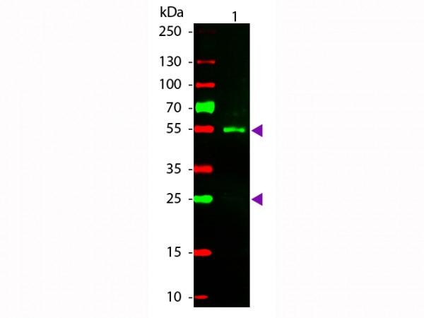 Anti-Sheep IgG (H&amp;L) [Donkey] Rhodamine conjugated Fab fragment
