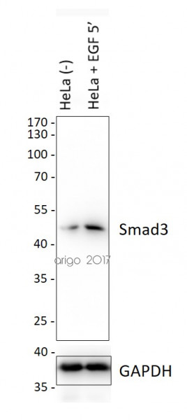 Anti-phospho-Smad3 (Ser425)