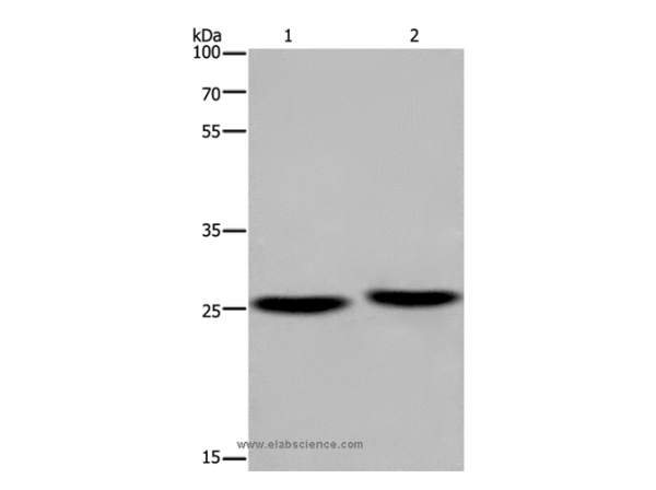 Anti-EPDR1