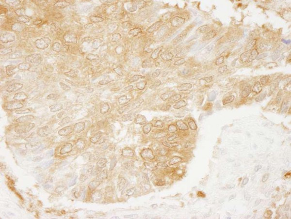 Anti-RanBP1 (IHC)